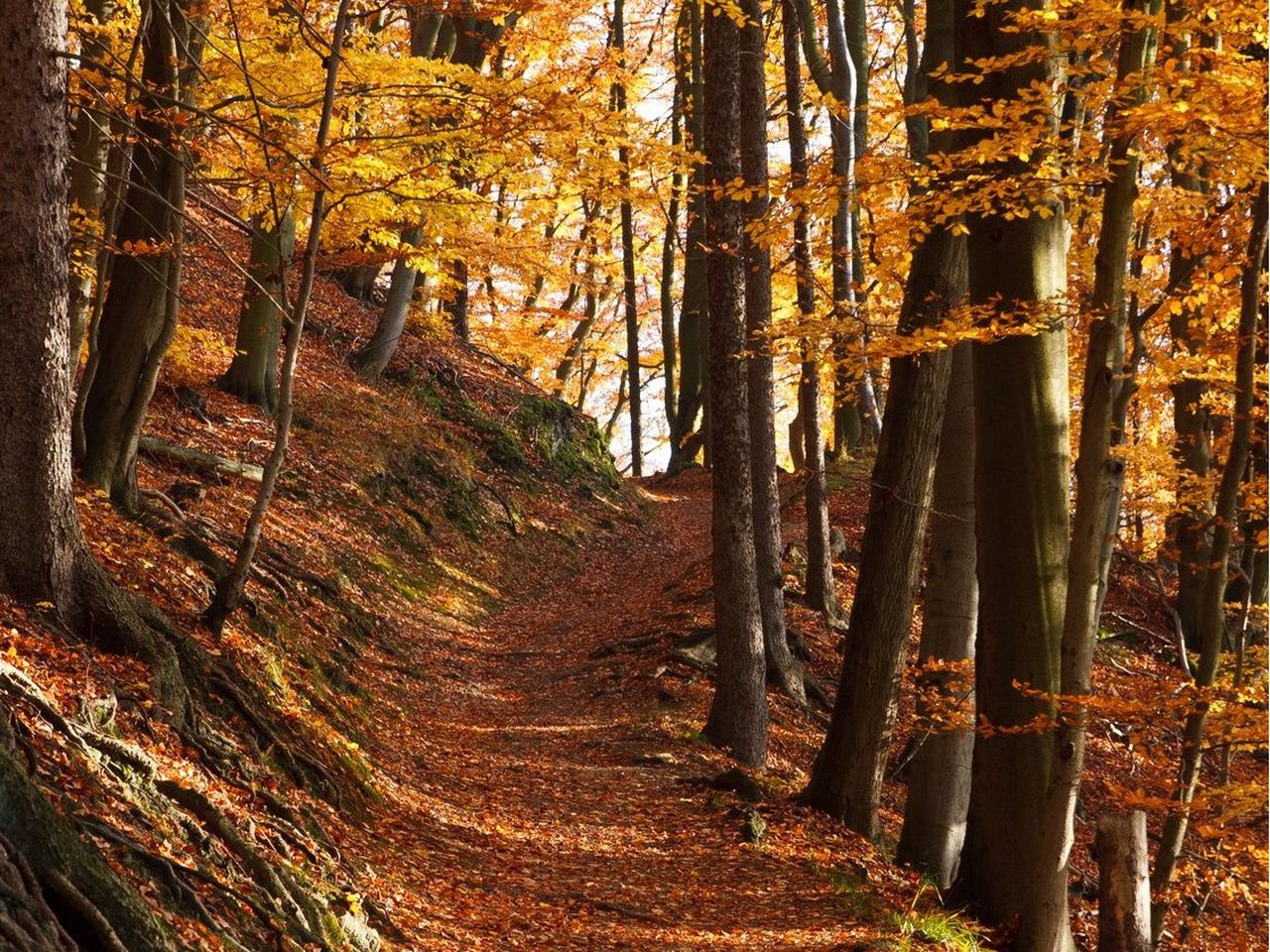 Herbstfarben & Harzpfade - 5 Tage inkl. Halbpension