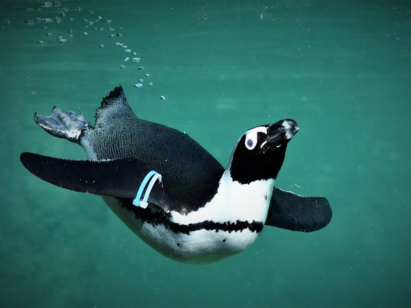 Opelzoo Kronberg mit Übernachtung | 4 Tage in Eschborn, Hessen inkl. Frühstück