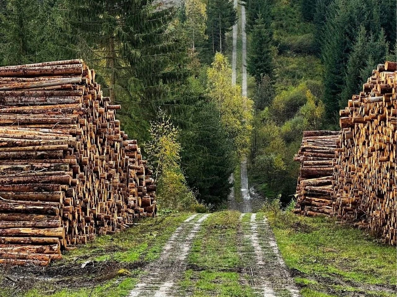 Wanderung Harzer Grenzweg & Dampfzug-Fahrt / 4 Tage