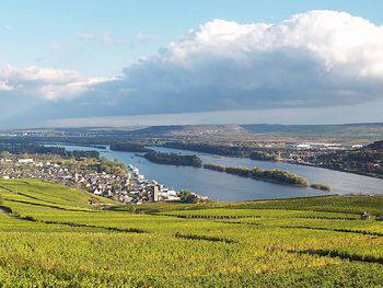 Frühling - Sommer und Herbst am Rhein