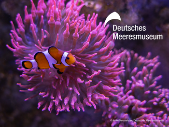 Meeresmuseum Stralsund mit Ticket und Hotel