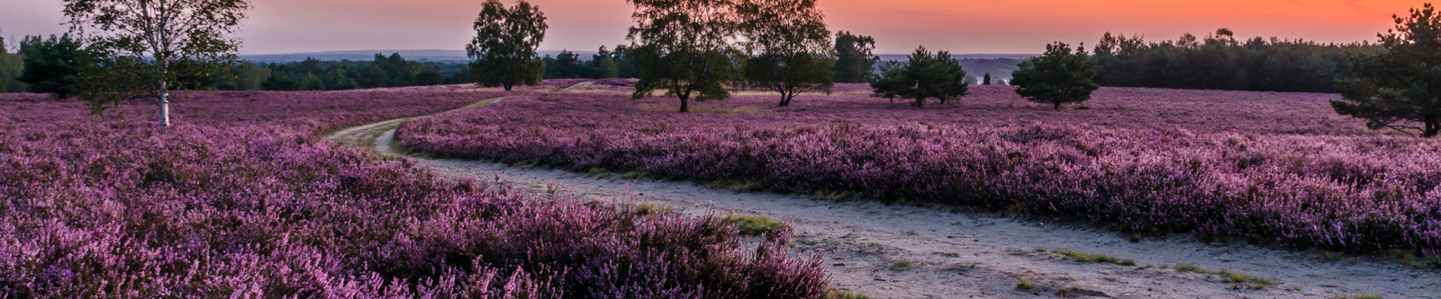 Wanderweg in der Lüneburger Heide