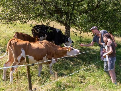 Aktiv im Dreisamtal - 7 Tage inkl. Lunchpaket