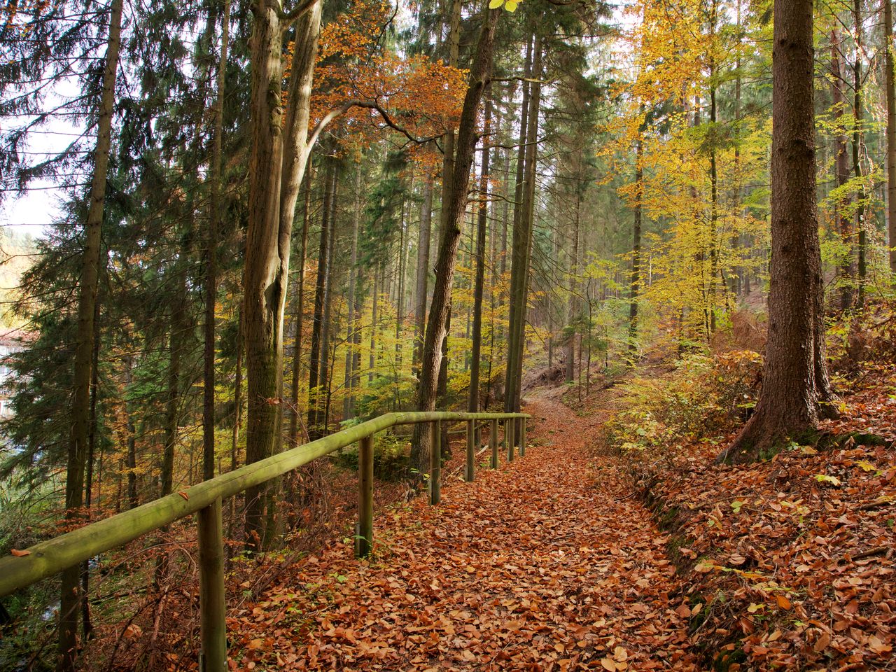 Sommererwachen im Wald