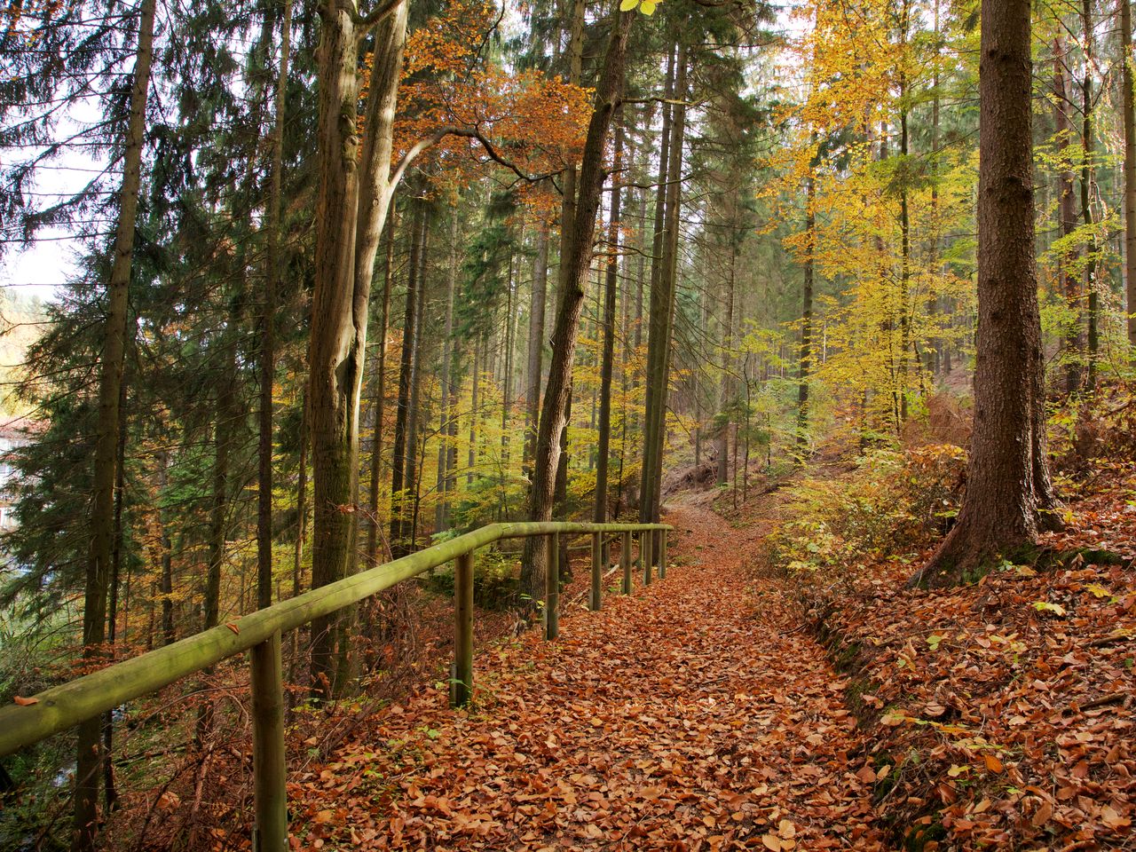 Herbsterwachen im Wald