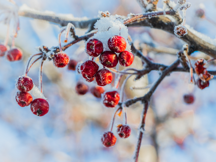 Wohlfühlzeit im Advent – 5 Nächte voller Vorfreude