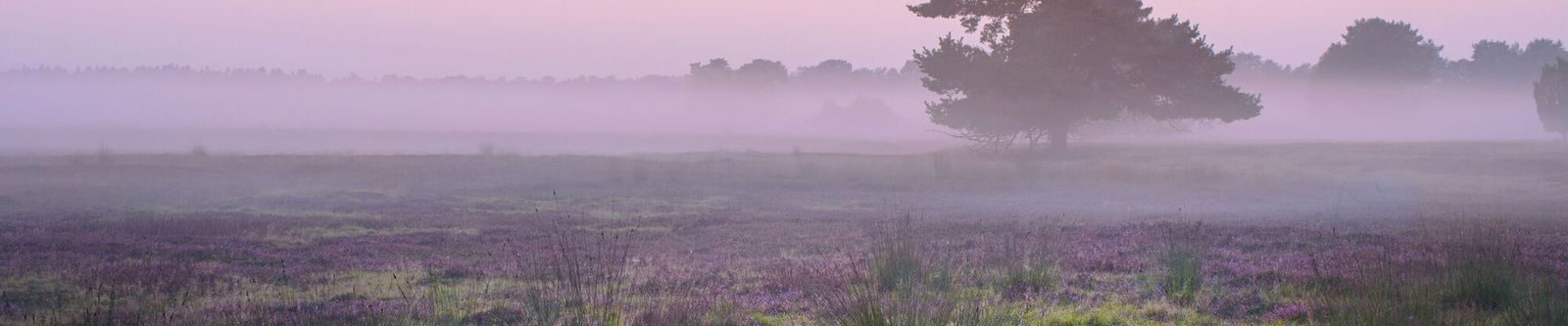 Lüneburger Heide