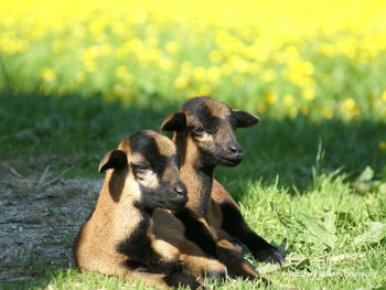 Wildpark Schloss Ortenburg