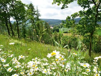 Sommerkraft der Natur - Heilpflanzen erleben & geniessen (16.-19.08.2026)