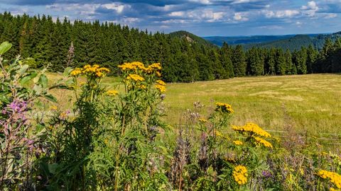 Thüringer Wald