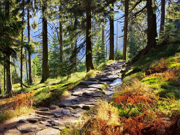 Auszeit im Böhmerwald mit Frühstück - 6 Tage in Kašperské Hory