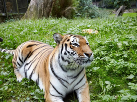 Zoo Schwerin mit Tageseintritt und Übernachtung