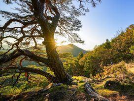 Wanderurlaub Pfälzerwald inkl. Halbpension | 5 Tage