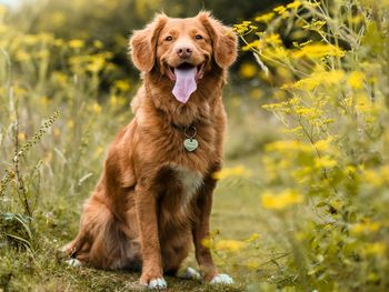 Bayerwald: 4-Pfoten-Spezial im Wanderparadies Lam