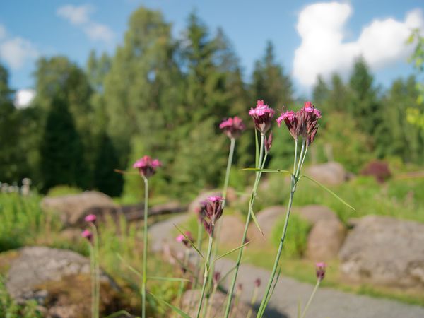 3 Tage Harz-Schnäppchen inkl. Halbpension Plus in Ellrich