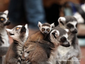 Tierpark und Tropen Aquarium Hagenbeck in Hamburg mit Hotel