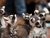 Tierpark und Tropen Aquarium Hagenbeck in Hamburg mit Hotel