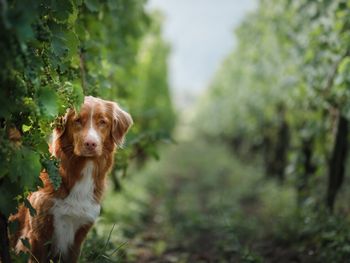 3 Tage Urlaub mit Hund an der Mosel