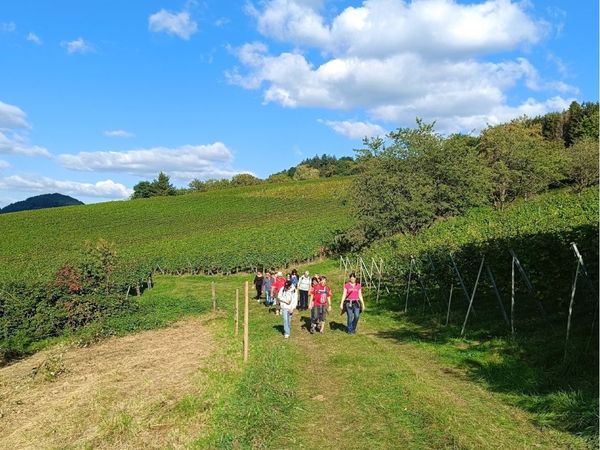 3 Tage Wandern: Weinberge und Schwarzwaldlandschaften in Staufen, Baden-Württemberg inkl. Frühstück
