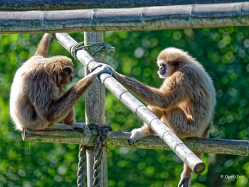 Opel-Zoo Tickets mit Hotel