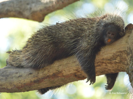 Zoo Schwerin mit Tageseintritt und Übernachtung