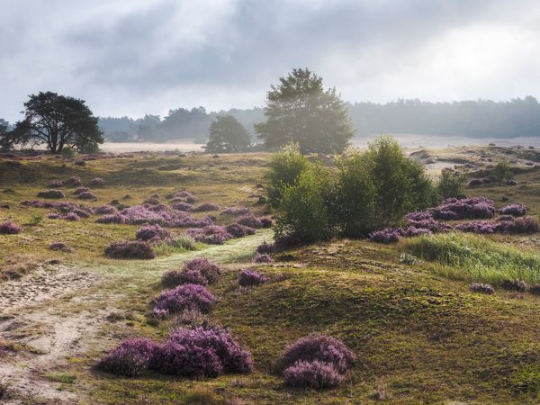 3 Tage Natur, Kunst & Erholung mitten in der Veluwe in Nunspeet Halbpension