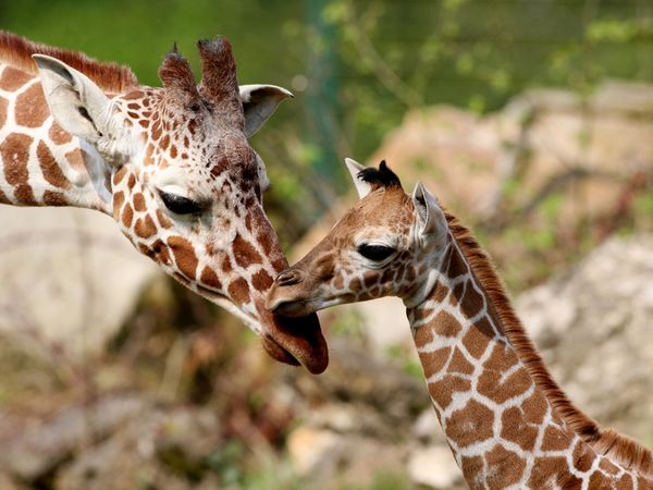 2 Tage Nürnberger Tiergarten entdecken!, Bayern inkl. Halbpension
