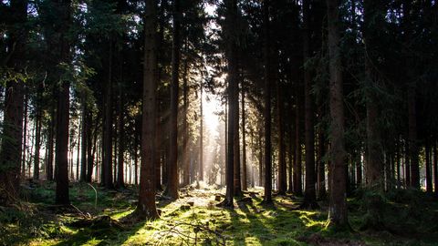 Wandern am Rothaarsteig