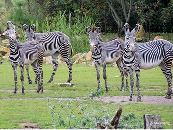 Zoo Leipzig mit Hotel