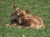 Opel-Zoo Tickets mit Hotel
