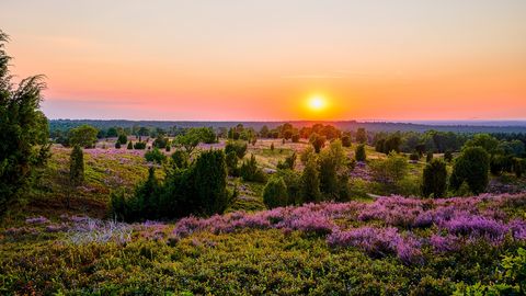 Sonnenuntergang auf dem Wilseder Berg