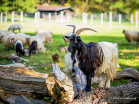 Tierpark Sababurg mit Hotel