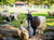 Tierpark Sababurg mit Hotel