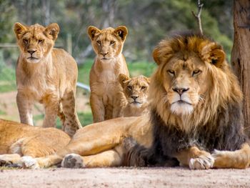 Wildlife Safari - Willkommen im Zoo Leipzig | 4 Tage