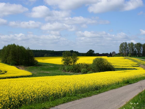 3 Tage Entdecker-Träume an der Mecklenburgischen Seenplatte Ringhotel Altstadt in Güstrow, Mecklenburg-Vorpommern inkl. Frühstück