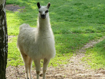 Wildpark Schloss Ortenburg