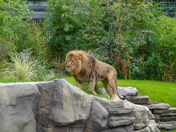 Kölner Zoo