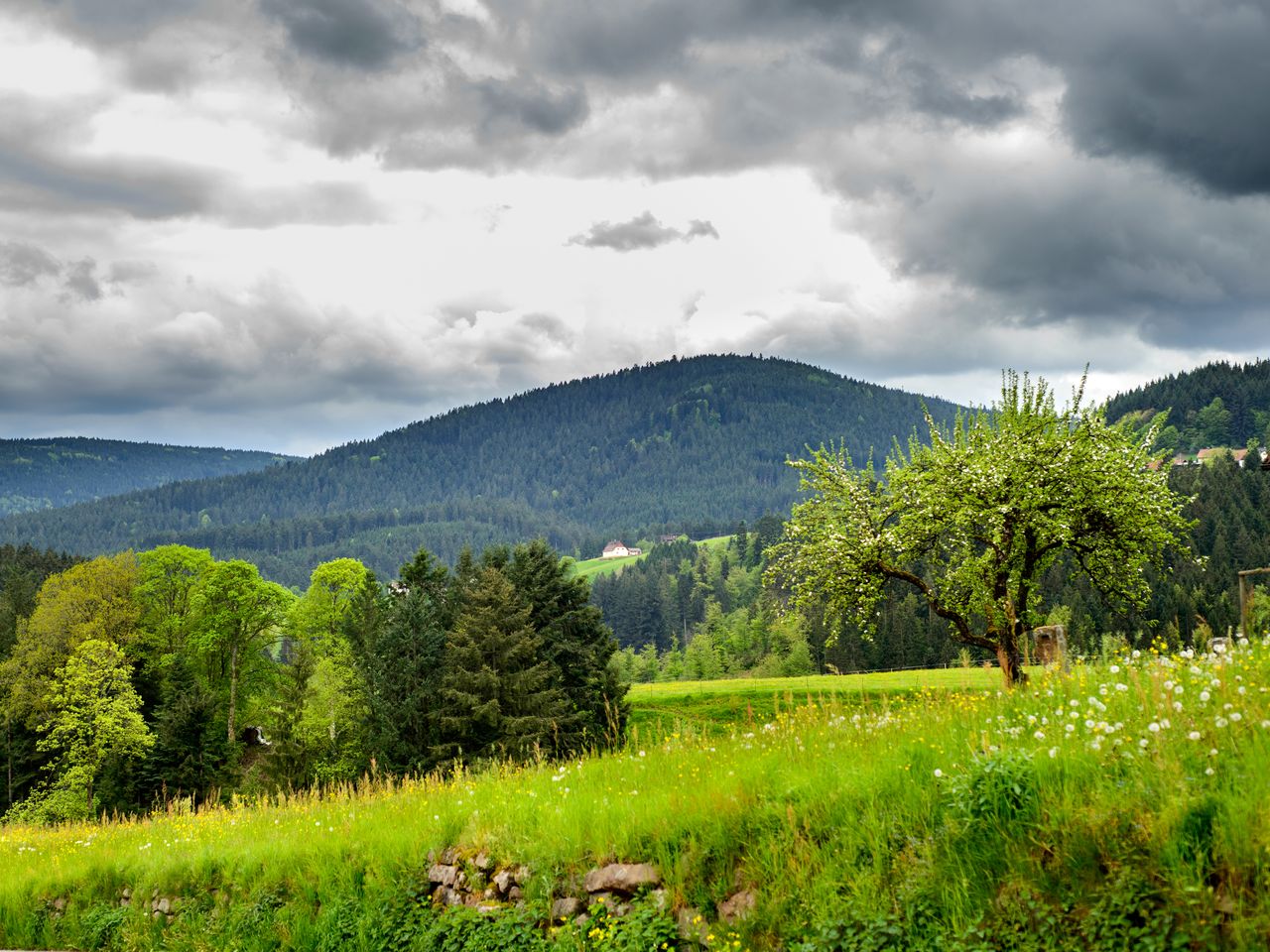 Tapetenwechsel Schwarzwald-Einfach was anderes sehen