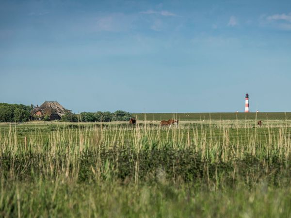 6 Tage Spaziergang am  Nordseedeich in Westerhever, Schleswig-Holstein inkl. Frühstück