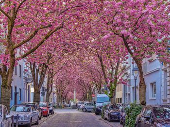 Exklusives Sommer Special in Bonn am Rhein - 3 Tage