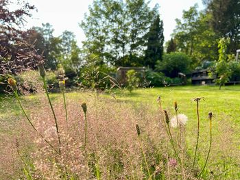 Wanderung Harzer Grenzweg & Dampfzug-Fahrt / 4 Tage