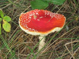 5 Tage Naturerlebnis Teutoburger Wald mit HP