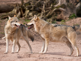 Erlebnispark Tripsdrill mit Tickets und Hotel