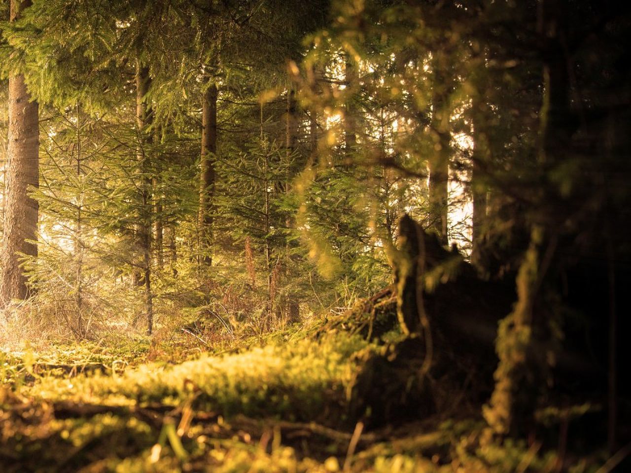 Zeit zu Zweit - Romantische Tage im Schwarzwald