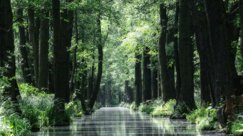 Kanal im Spreewald