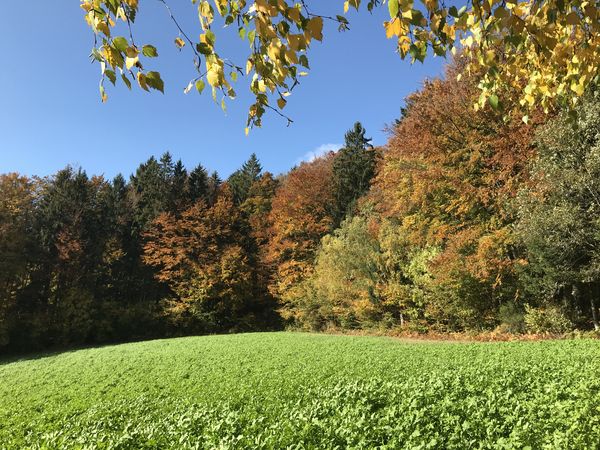 Goldene Herbsttage / 3 Tage im bayerischen Wald in Hohenwarth, Bayern inkl. Frühstück