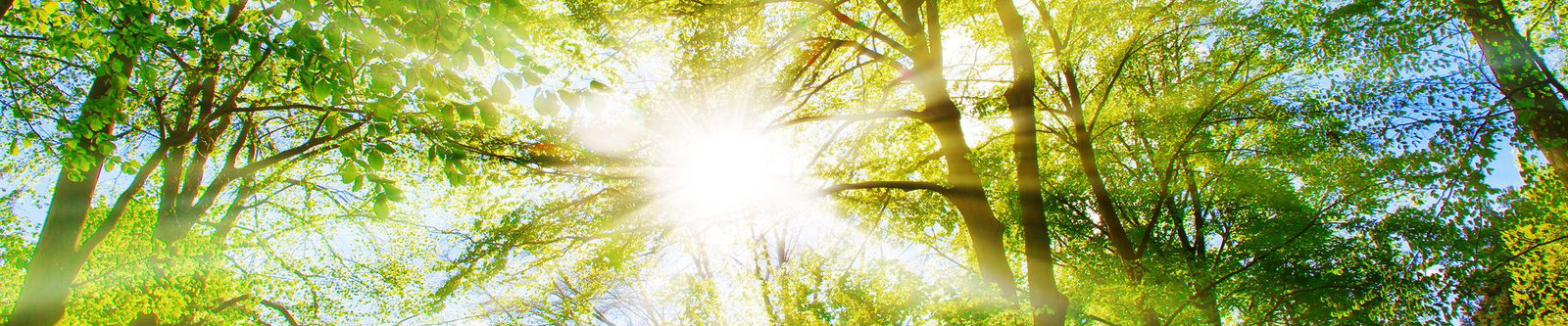 Sonnenstrahlen fallen durch das Blätterdach eines hellgrünen Laubwalds