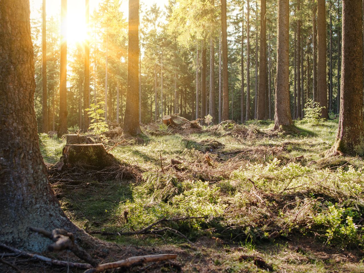 Harz entdecken