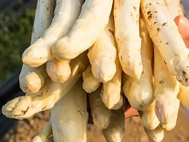 3 Tage Kurzurlaub mit Spargelgenuss am Kaiserstuhl