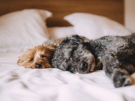 Kurze Auszeit mit Hund im Hotel Schloss Schweinsburg